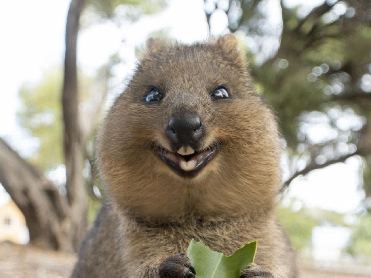 O quokka é um marsupial australiano semelhante a um gato doméstico. Uma família de quokka